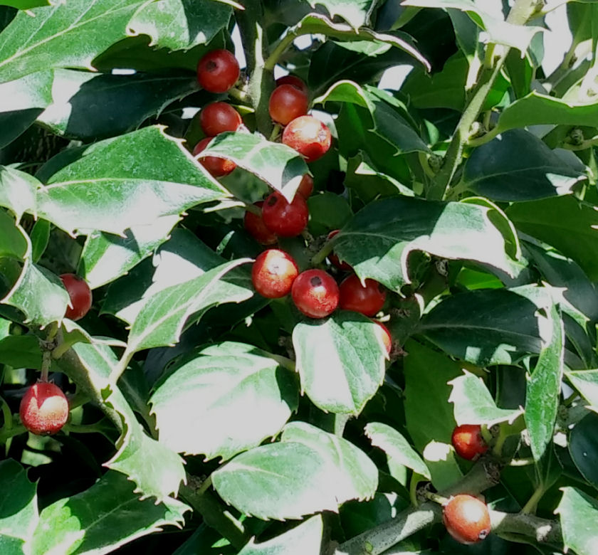 Centennial Girl Holly (Female) | Natorp's Online Plant Store